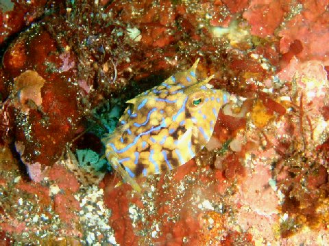 �ɓ������ʐ^�@�N���b�N�ő傫���Ȃ�܂�