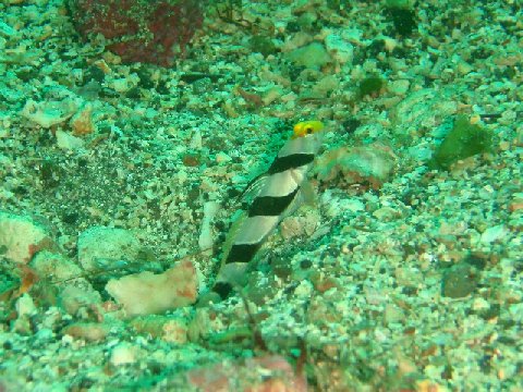 �ɓ������ʐ^�@�N���b�N�ő傫���Ȃ�܂�