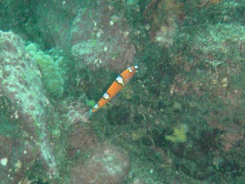 �ɓ������ʐ^�@�N���b�N�ő傫���Ȃ�܂�