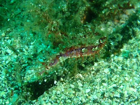 �ɓ������ʐ^�@�N���b�N�ő傫���Ȃ�܂�