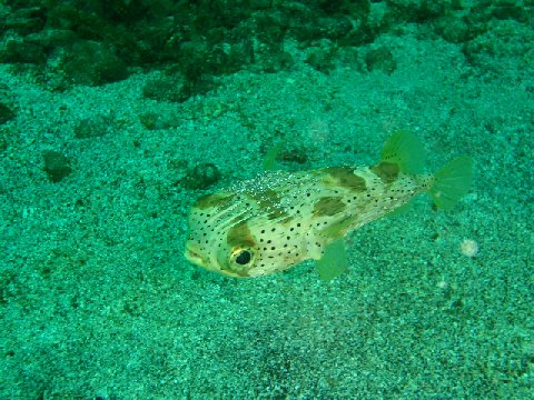 �ɓ������ʐ^�@�N���b�N�ő傫���Ȃ�܂�