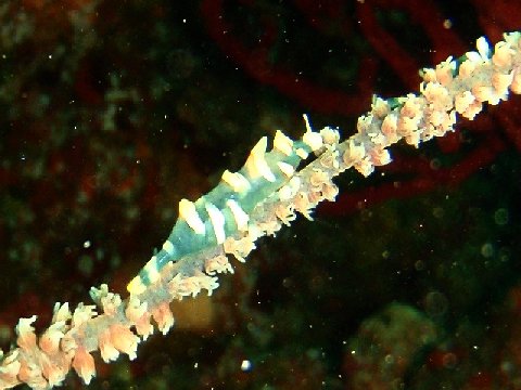 �ɓ������ʐ^�@�N���b�N�ő傫���Ȃ�܂�