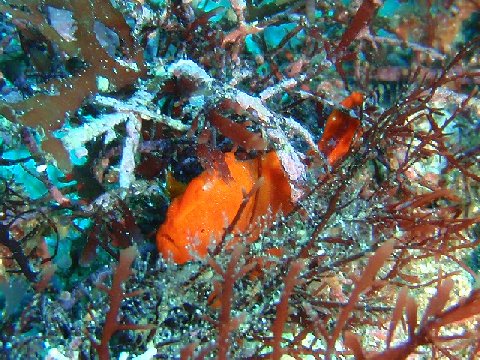 �ɓ������ʐ^�@�N���b�N�ő傫���Ȃ�܂�