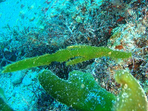 �ɓ������ʐ^�@�N���b�N�ő傫���Ȃ�܂�