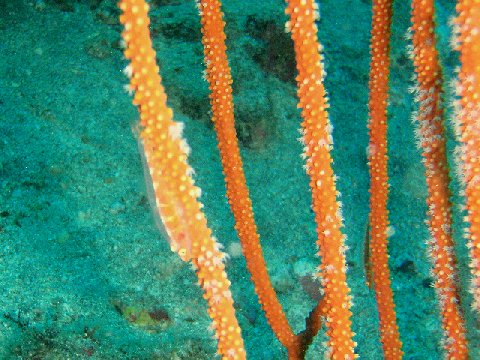 �ɓ������ʐ^�@�N���b�N�ő傫���Ȃ�܂�