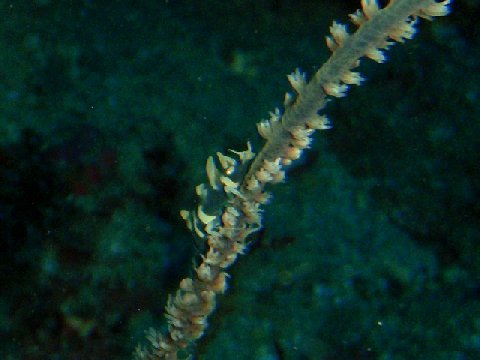 �ɓ������ʐ^�@�N���b�N�ő傫���Ȃ�܂�