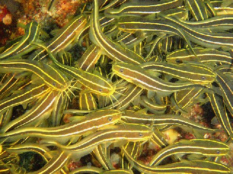 �ɓ������ʐ^�@�N���b�N�ő傫���Ȃ�܂�