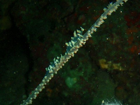 �ɓ������ʐ^�@�N���b�N�ő傫���Ȃ�܂�