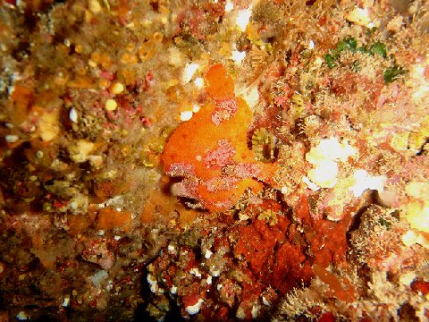 �ɓ������ʐ^�@�N���b�N�ő傫���Ȃ�܂�