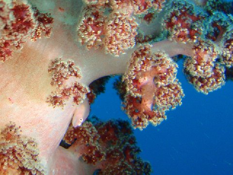 �ɓ������ʐ^�@�N���b�N�ő傫���Ȃ�܂�