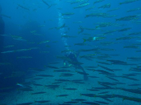 �ɓ������ʐ^�@�N���b�N�ő傫���Ȃ�܂�