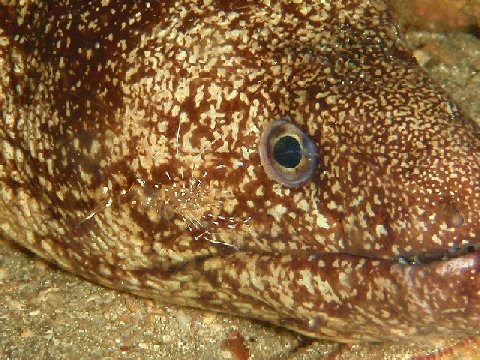 �ɓ������ʐ^�@�N���b�N�ő傫���Ȃ�܂�