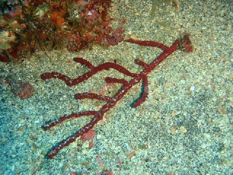 �ɓ������ʐ^�@�N���b�N�ő傫���Ȃ�܂�