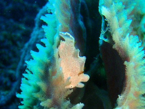 �ɓ������ʐ^�@�N���b�N�ő傫���Ȃ�܂�