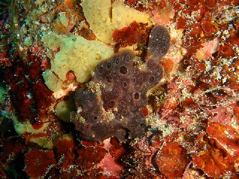 �ɓ������ʐ^�@�N���b�N�ő傫���Ȃ�܂�