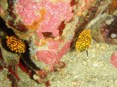 �ɓ������ʐ^�@�N���b�N�ő傫���Ȃ�܂�