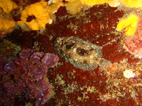 �ɓ������ʐ^�@�N���b�N�ő傫���Ȃ�܂�