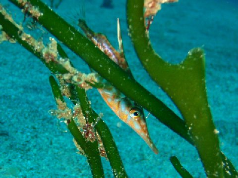 �ɓ������ʐ^�@�N���b�N�ő傫���Ȃ�܂�