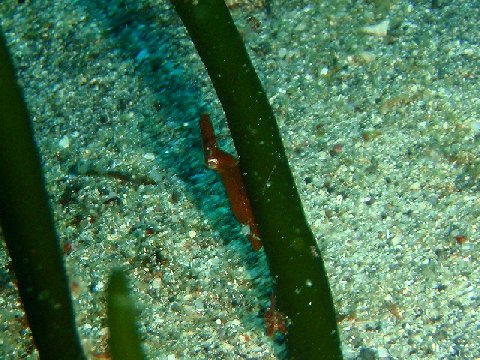 �ɓ������ʐ^�@�N���b�N�ő傫���Ȃ�܂�