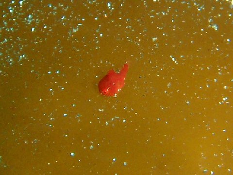 �ɓ������ʐ^�@�N���b�N�ő傫���Ȃ�܂�