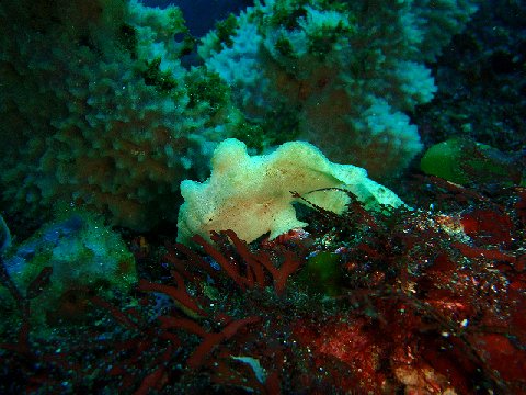 �ɓ������ʐ^�@�N���b�N�ő傫���Ȃ�܂�