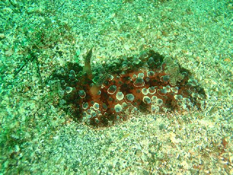 �ɓ������ʐ^�@�N���b�N�ő傫���Ȃ�܂�