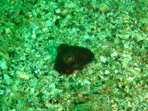 �ɓ������ʐ^�@�N���b�N�ő傫���Ȃ�܂�