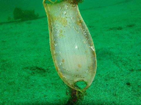 �ɓ������ʐ^�@�N���b�N�ő傫���Ȃ�܂�