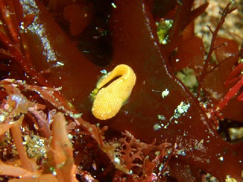 �ɓ������ʐ^�@�N���b�N�ő傫���Ȃ�܂�