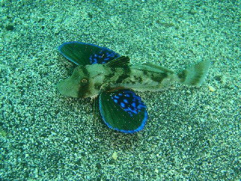 �ɓ������ʐ^�@�N���b�N�ő傫���Ȃ�܂�