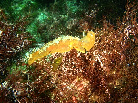 �ɓ������ʐ^�@�N���b�N�ő傫���Ȃ�܂�