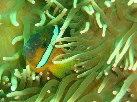 �ɓ������ʐ^�@�N���b�N�ő傫���Ȃ�܂�