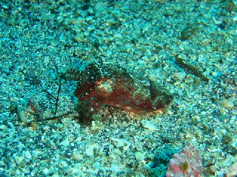 �ɓ������ʐ^�@�N���b�N�ő傫���Ȃ�܂�