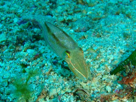 �ɓ������ʐ^�@�N���b�N�ő傫���Ȃ�܂�