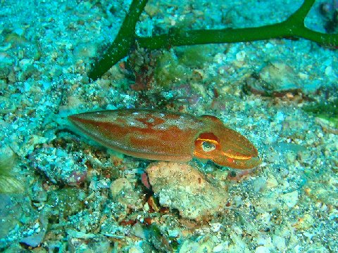 �ɓ������ʐ^�@�N���b�N�ő傫���Ȃ�܂�