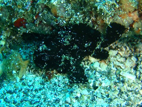 �ɓ������ʐ^�@�N���b�N�ő傫���Ȃ�܂�