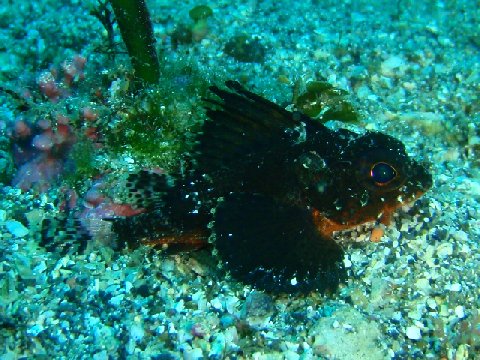 �ɓ������ʐ^�@�N���b�N�ő傫���Ȃ�܂�