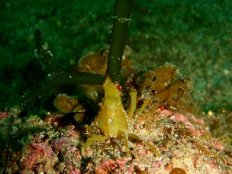 �ɓ������ʐ^�@�N���b�N�ő傫���Ȃ�܂�