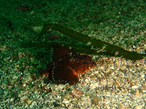 �ɓ������ʐ^�@�N���b�N�ő傫���Ȃ�܂�