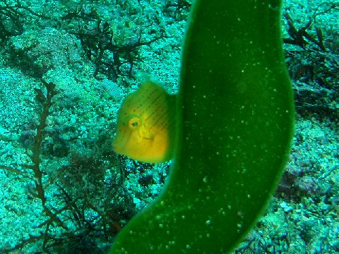 �ɓ������ʐ^�@�N���b�N�ő傫���Ȃ�܂�