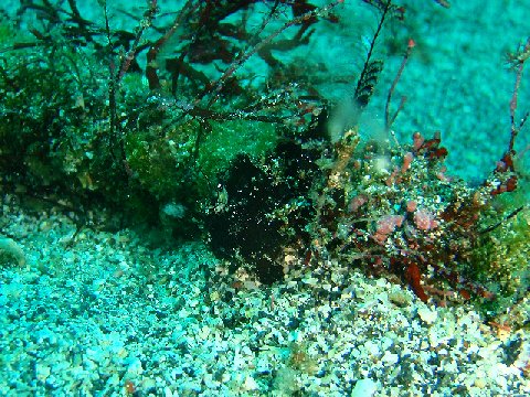 �ɓ������ʐ^�@�N���b�N�ő傫���Ȃ�܂�