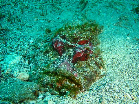 �ɓ������ʐ^�@�N���b�N�ő傫���Ȃ�܂�