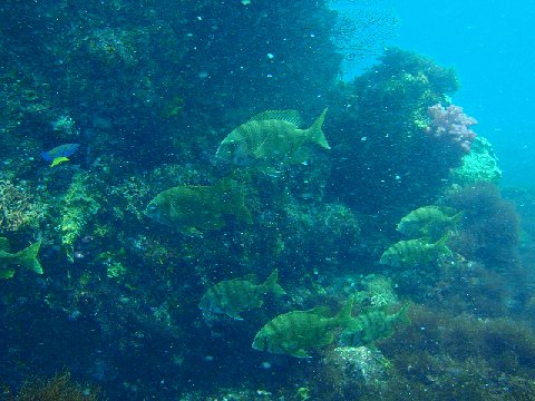 �ɓ������ʐ^�@�N���b�N�ő傫���Ȃ�܂�