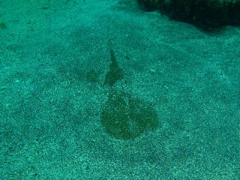 �ɓ������ʐ^�@�N���b�N�ő傫���Ȃ�܂�