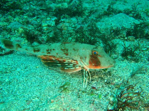 �ɓ������ʐ^�@�N���b�N�ő傫���Ȃ�܂�