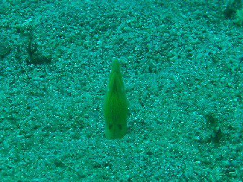 �ɓ������ʐ^�@�N���b�N�ő傫���Ȃ�܂�