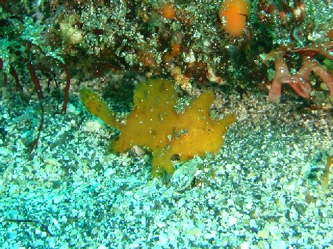 �ɓ������ʐ^�@�N���b�N�ő傫���Ȃ�܂�