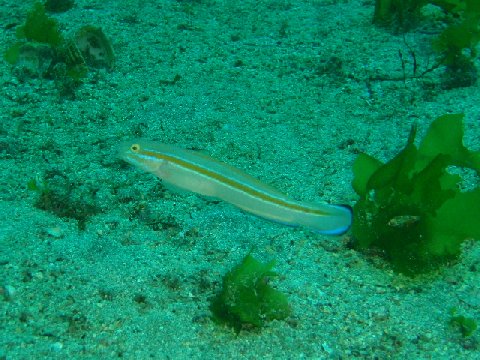 �ɓ������ʐ^�@�N���b�N�ő傫���Ȃ�܂�