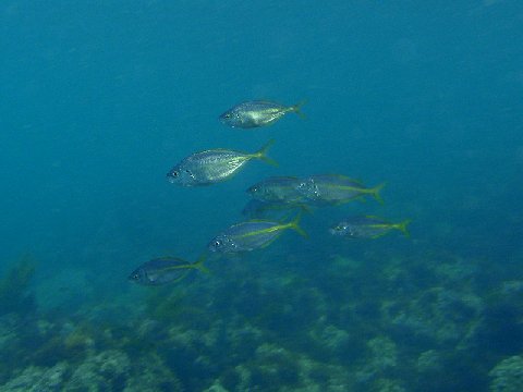 �ɓ������ʐ^�@�N���b�N�ő傫���Ȃ�܂�