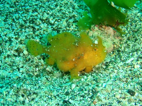 �ɓ������ʐ^�@�N���b�N�ő傫���Ȃ�܂�